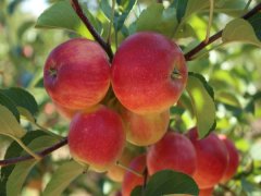 多功能食品安全檢測(cè)系統(tǒng)