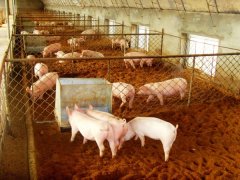 云唐非洲豬瘟檢測儀怎么樣？