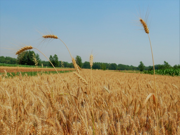 不使用農(nóng)藥檢測(cè)儀，如何測(cè)定農(nóng)藥殘留？