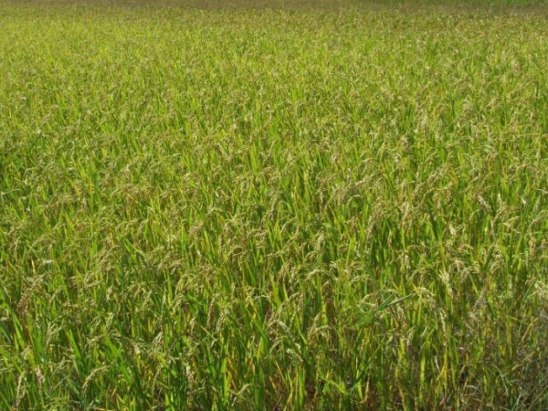 農(nóng)殘檢測儀山東