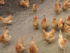 風(fēng)途獸藥檢測儀好用嗎？