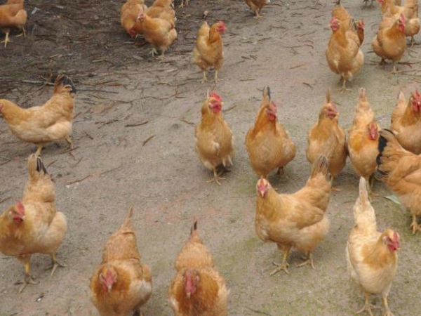 風(fēng)途獸藥檢測儀好用嗎？