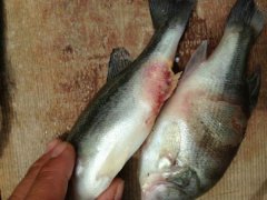 北京公布食品抽檢信息，云唐水產(chǎn)品安全檢測(cè)儀解決水產(chǎn)獸藥殘留問(wèn)題