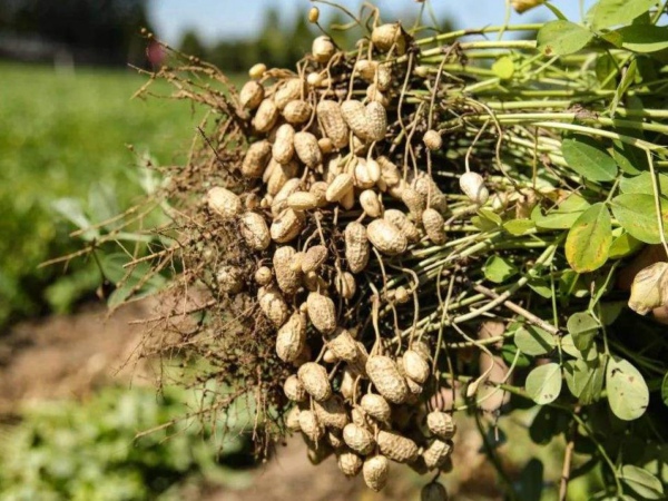 黃曲霉毒素檢測儀生產(chǎn)廠家