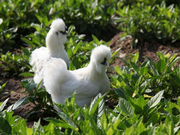 湖北通報(bào)7批次不合格食品，涉及食用農(nóng)產(chǎn)品、特殊膳食食品等