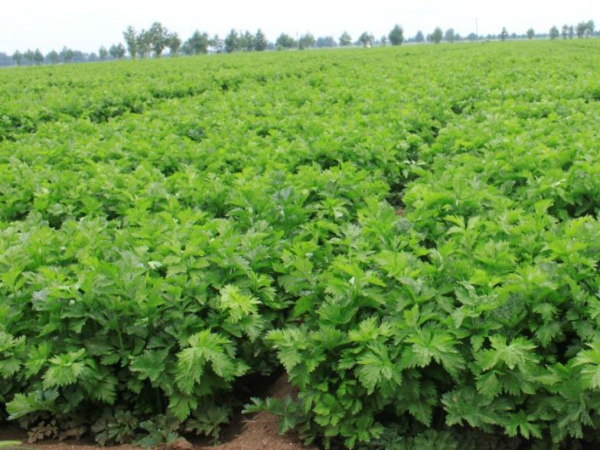 貴州通報6批次不合格食品 涉及大腸菌群、恩諾沙星、毒死蜱等指標(biāo)