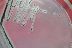 多品牌餐企陷食安風(fēng)波，如何保障餐飲行業(yè)食品安全？