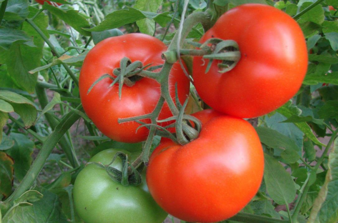 食品快檢儀保障食品安全，注意不衛(wèi)生飲食習慣