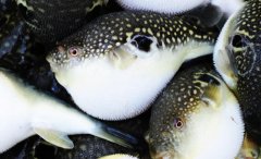 美味佳肴卻是“奪命殺手”！