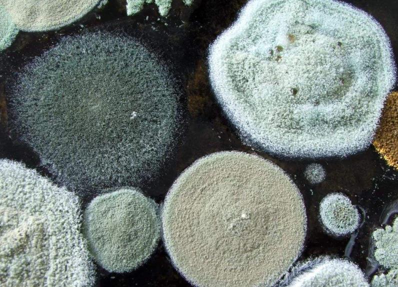 “椰毒假單胞菌”知多少？