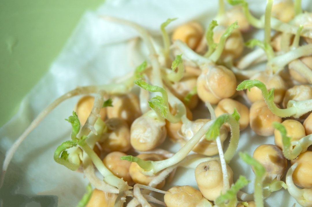 豆芽屬于食品還是食用農(nóng)產(chǎn)品呢？