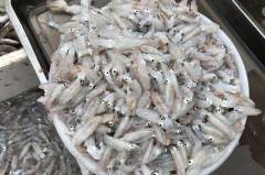 海兔子能吃嗎？有什么風(fēng)險？