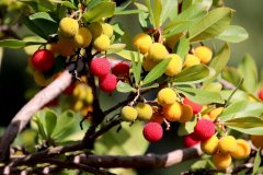 荔枝吃多了上火，你可知荔枝病？