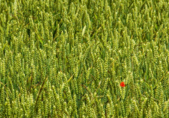 好消息！抗赤霉病小麥新品種面世！