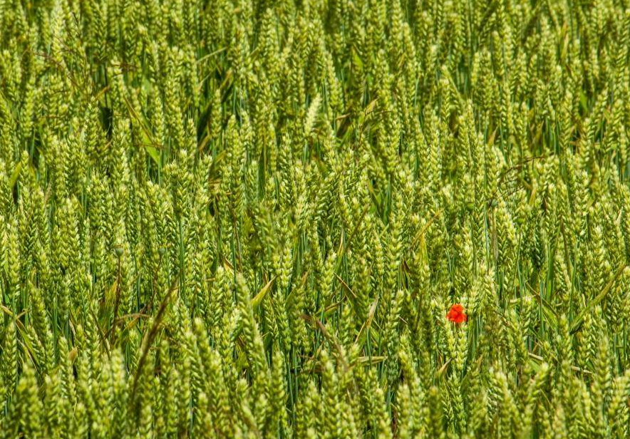 好消息！抗赤霉病小麥新品種面世！