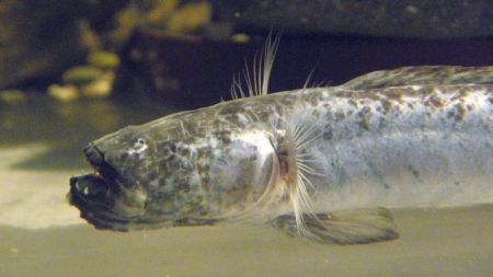 看著“可怕”的食物，其實味道還不錯~