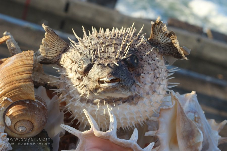 河豚，“致命的誘惑”！